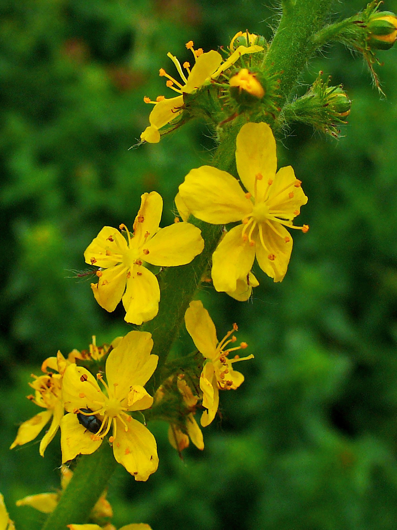 Agrimony