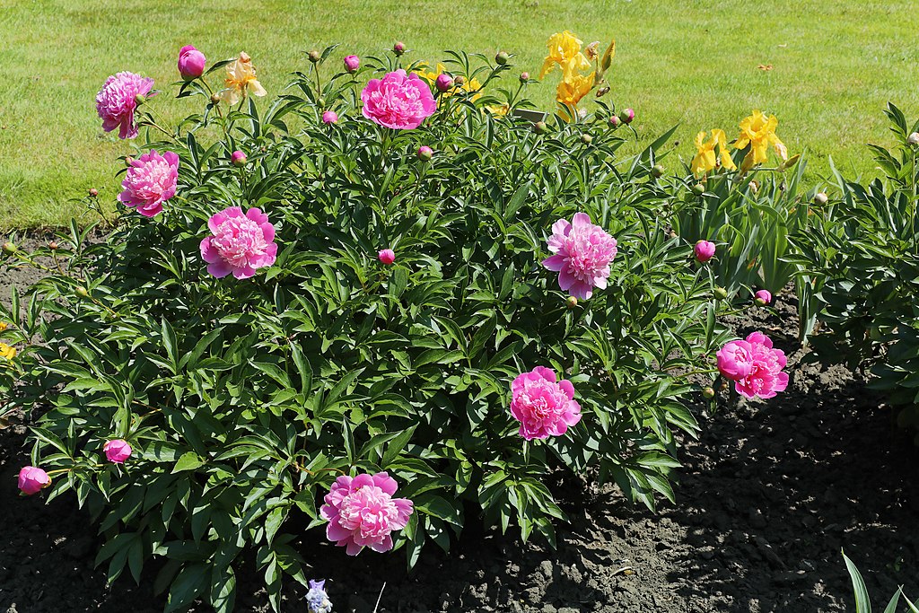 bai shao flowers