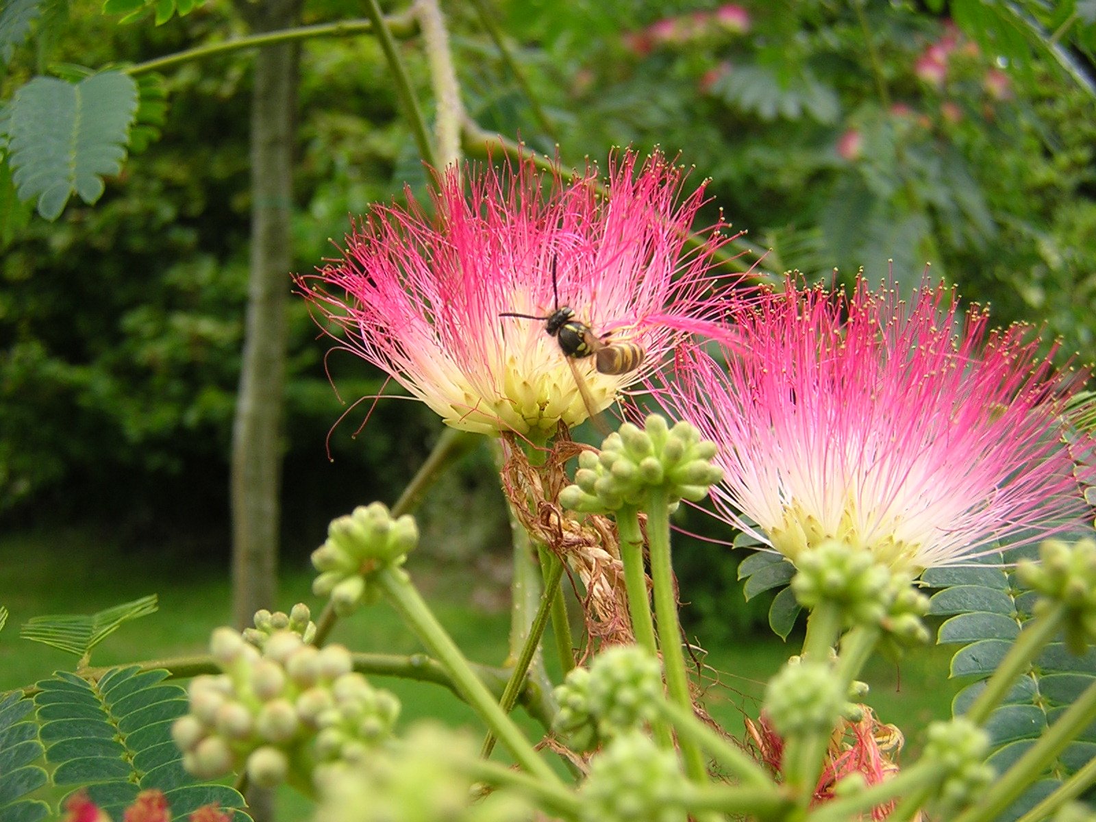 Albizia