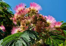 Albizia